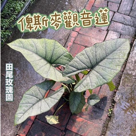 比斯麥觀音蓮|觀音蓮種植指南：如何照顧你的觀賞植物之王？ 